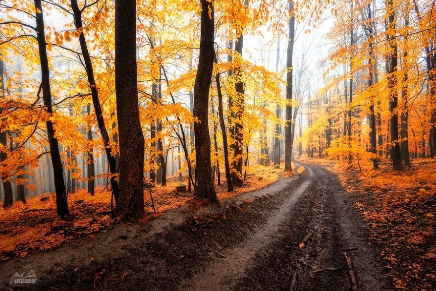 Красоты осеннего леса на фотографиях Янека Седлара