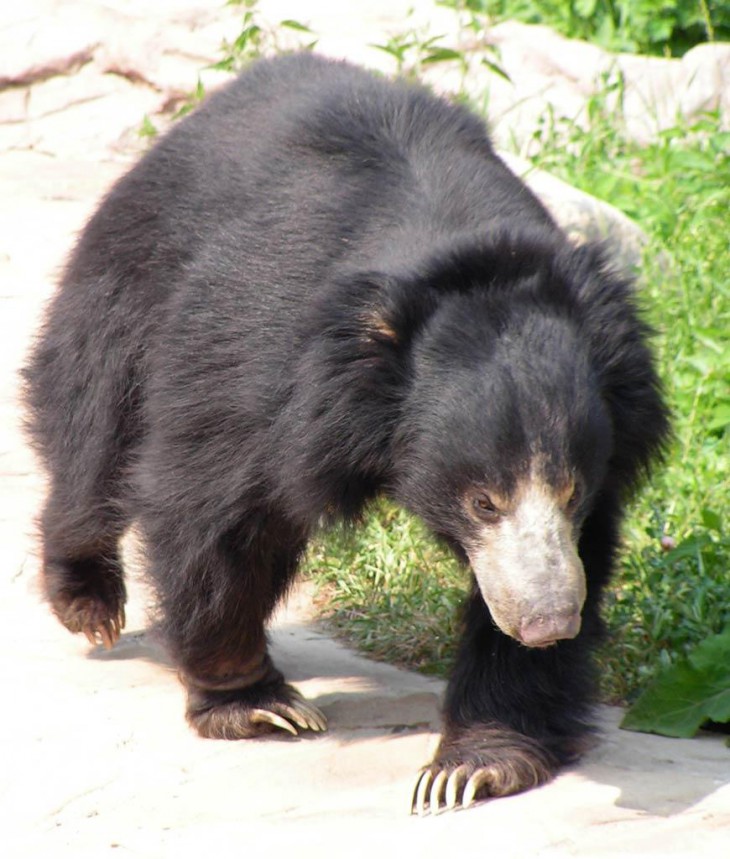 8 видов медведей, которых мы раньше не видели