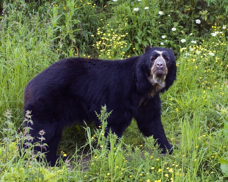 8 видов медведей, которых мы раньше не видели