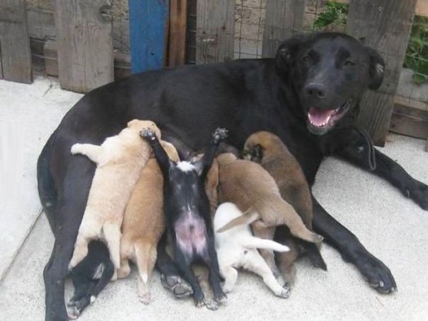 Милые мамы-собаки и их очаровательные щенята - продолжение