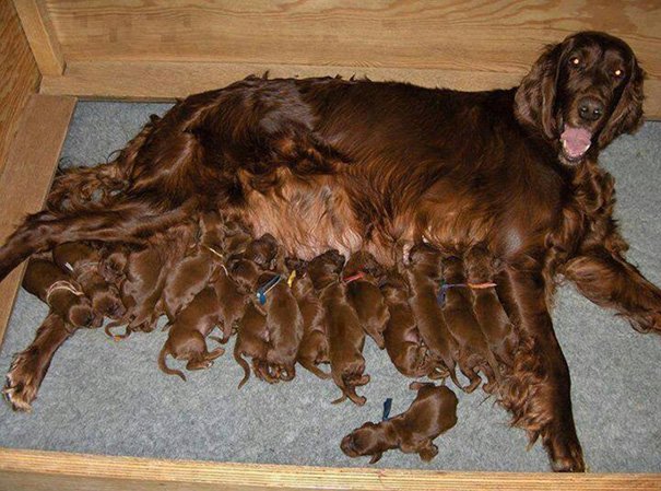 Милые мамы-собаки и их очаровательные щенята - продолжение