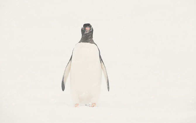 Красоты Антарктиды от фотографа Алекса Бернаскони