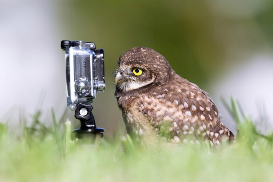 Конкурс самых смешных фотографий животных Comedy Wildlife Photography Awards 2015