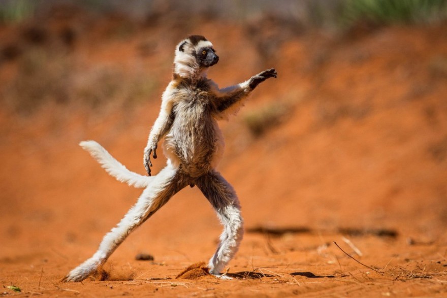 Конкурс самых смешных фотографий животных Comedy Wildlife Photography Awards 2015