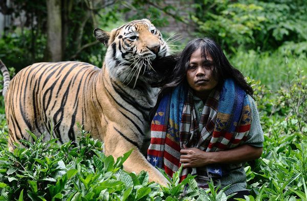 Необычная дружба человека и тигра
