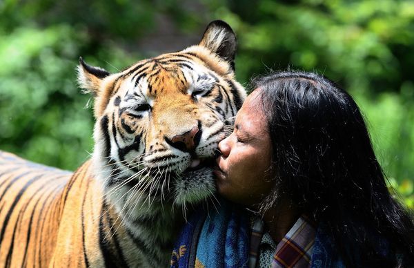 Необычная дружба человека и тигра