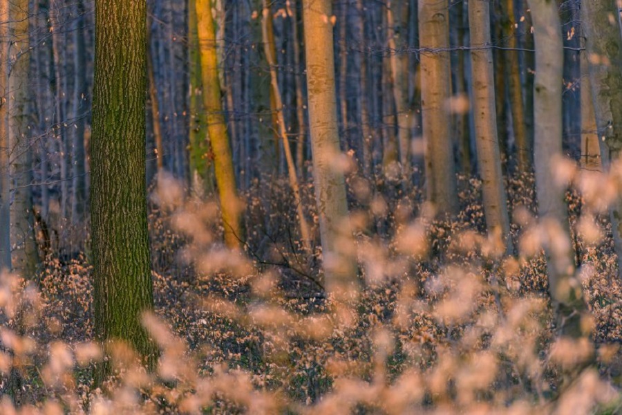 Девственные леса Европы от фотографа Маттиаса Шикхофера