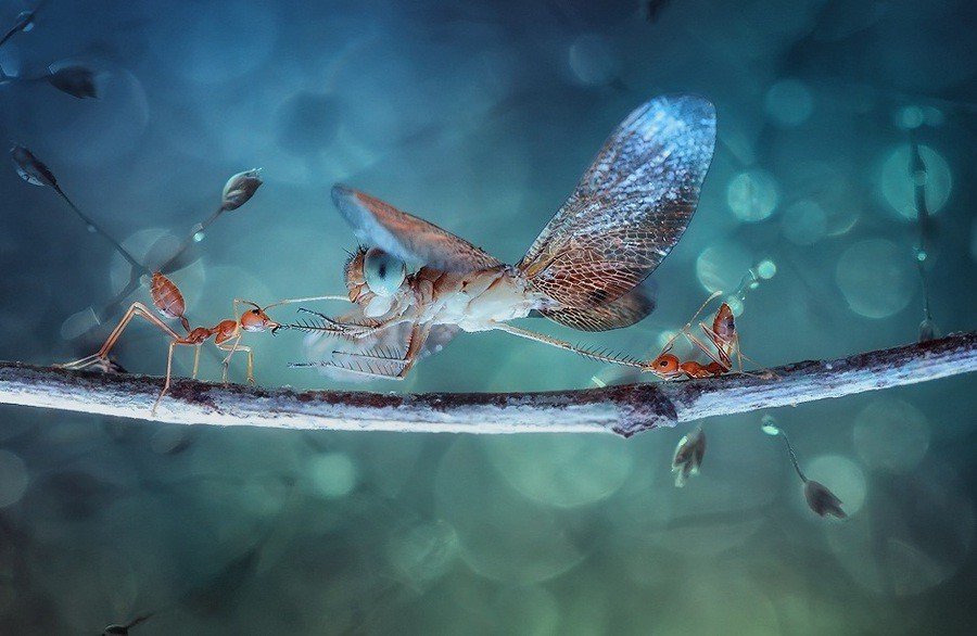 Красочные фотографии насекомых от Syuwandi Sien