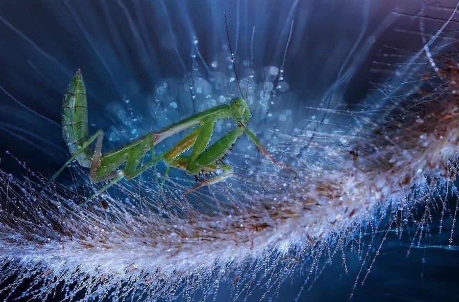 Красочные фотографии насекомых от Syuwandi Sien