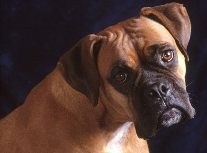 10 пород собак, которые отличаются особой преданностью