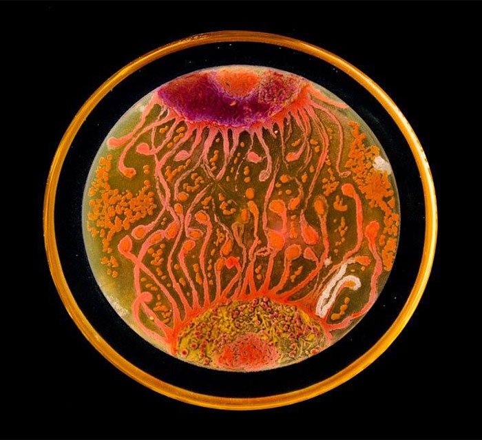 Картины из бактерий в чашках Петри
