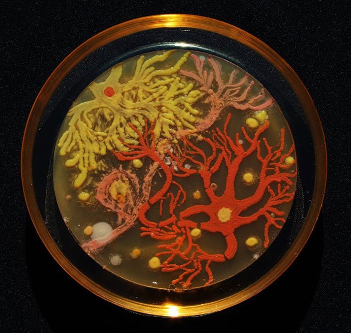 Картины из бактерий в чашках Петри