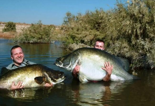 Самые большие рыбы-гиганты