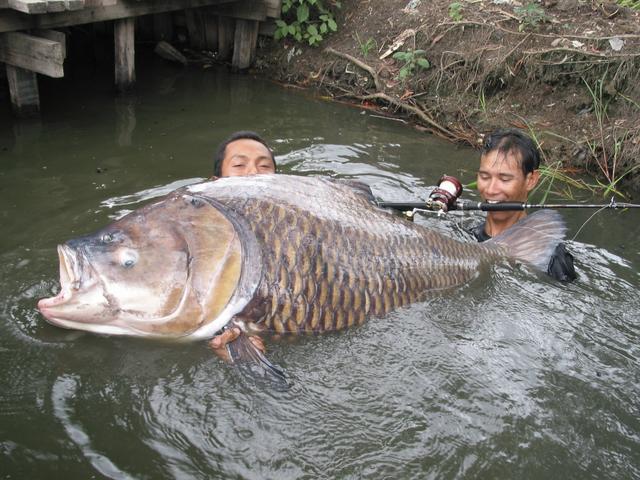 Самые большие рыбы-гиганты