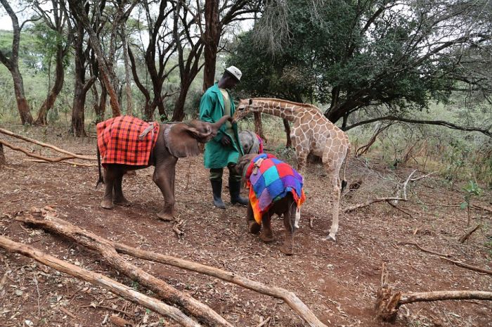 В Кении детеныш жирафа дружит со слоненком