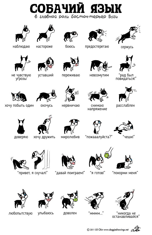 Доклад по теме Язык собак и кошек