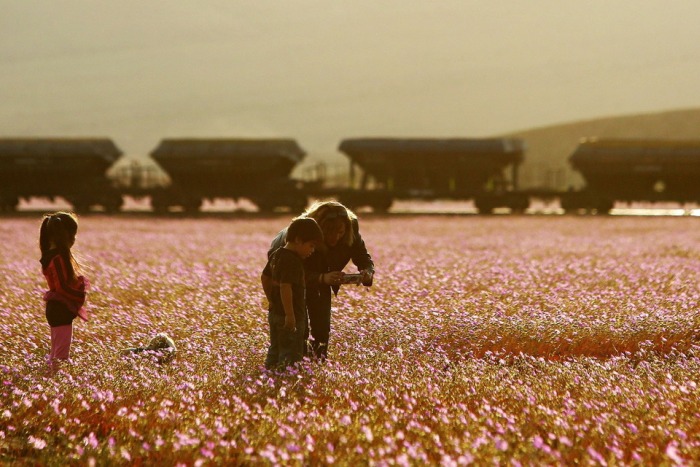 Чилийская пустыня Атакама покрылась цветами, окрасившими ее в розовый цвет