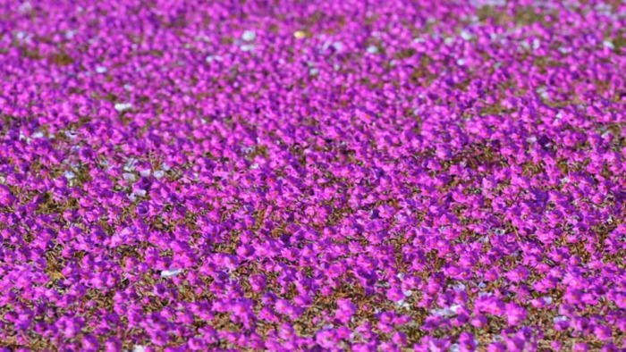 Чилийская пустыня Атакама покрылась цветами, окрасившими ее в розовый цвет