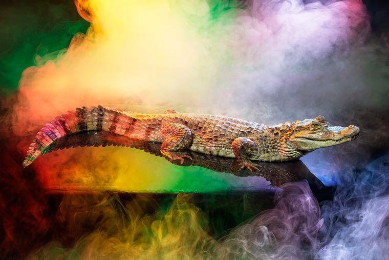 Красочные фотографии крокодиловых кайманов