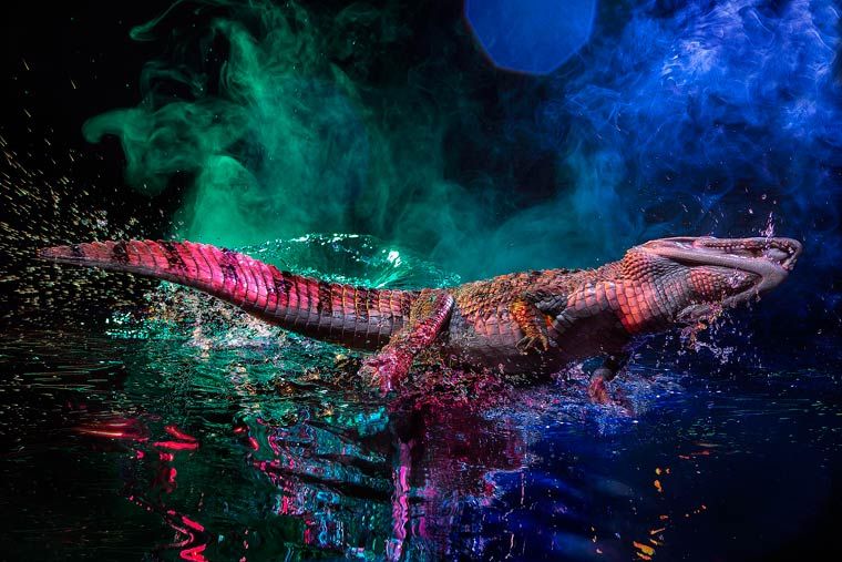 Красочные фотографии крокодиловых кайманов