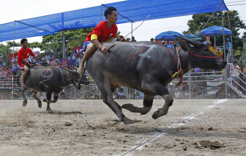 Как проходили гонки буйволов в Таиланде