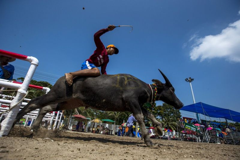 Как проходили гонки буйволов в Таиланде