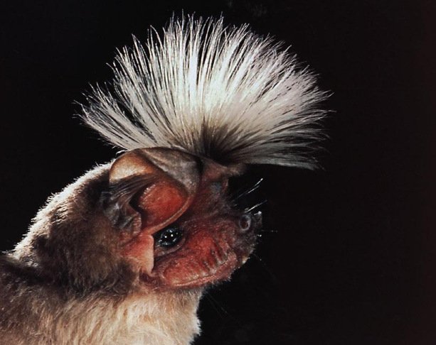 10 необычных видов летучих мышей