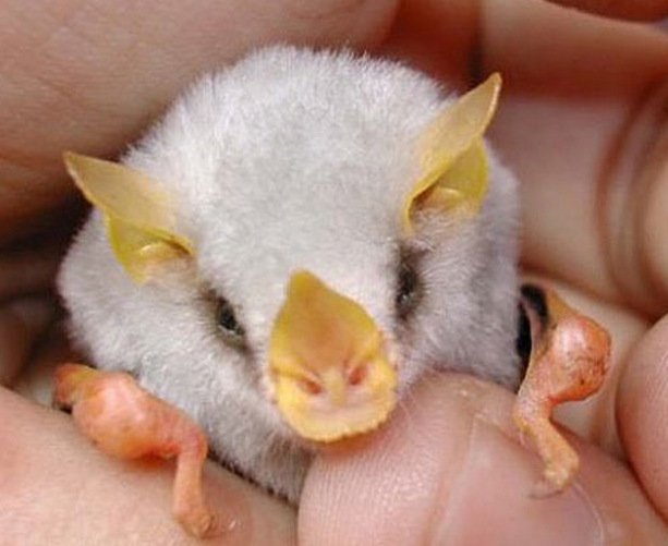 10 необычных видов летучих мышей