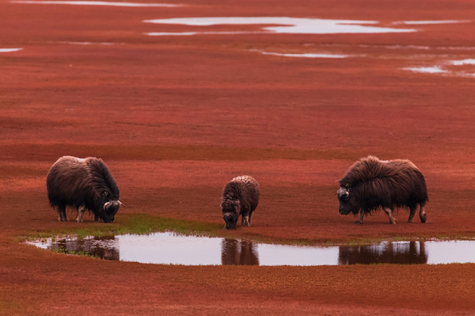 15 фотографий дикой природы России от National Geographic
