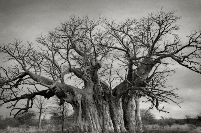 Старейшие деревья мира