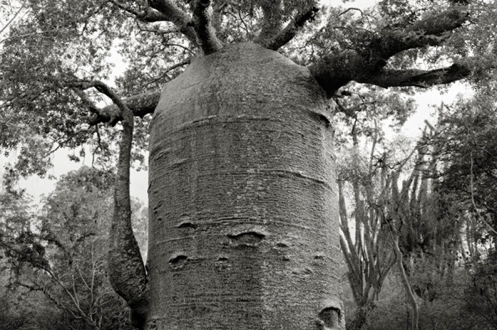 Старейшие деревья мира