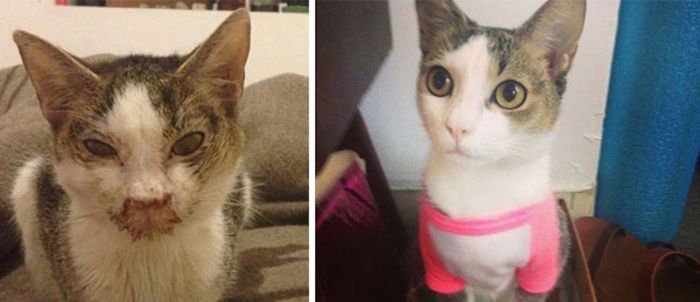 Спасенные кошки на фотографиях до и после