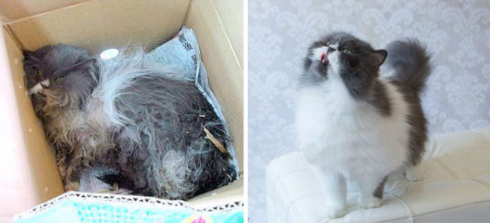 Спасенные кошки на фотографиях до и после