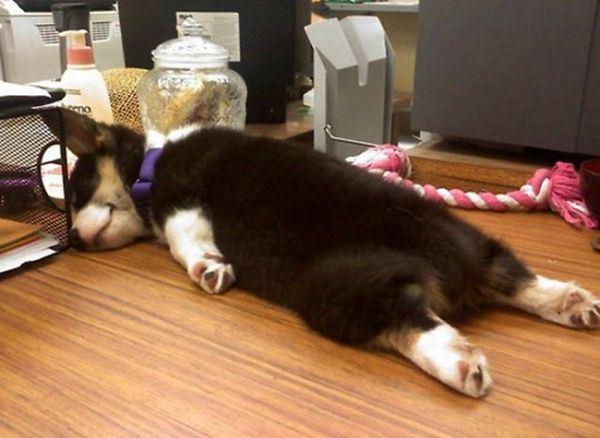 Милые собаки, уснувшие в самых неожиданных местах