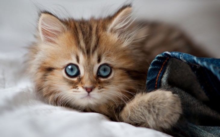7 занимательных фактов о котятах