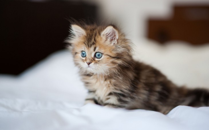 7 занимательных фактов о котятах