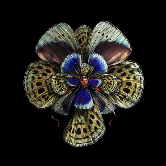 Живописные цветы из крыльев бабочек от Себа Джаниака
