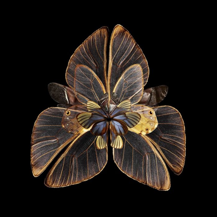 Живописные цветы из крыльев бабочек от Себа Джаниака