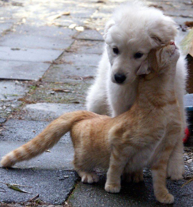 Умилительные фотографии дружбы собак и кошек
