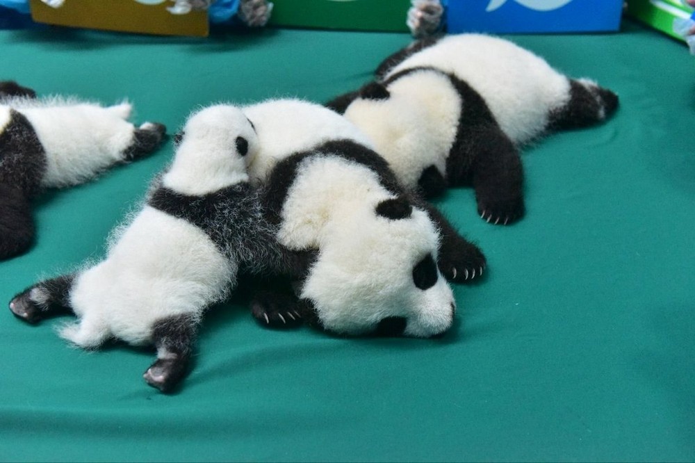 В китайском заповеднике родилось рекордное количество панд