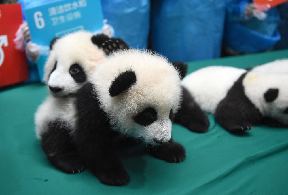 В китайском заповеднике родилось рекордное количество панд