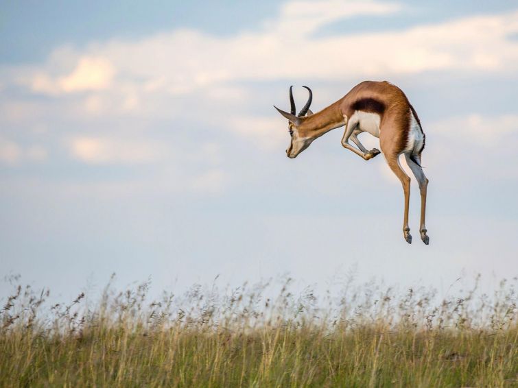Фотографии дикой природы от National Geographic 2015