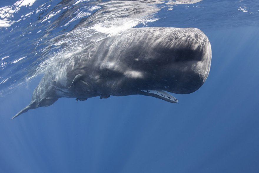 Кашалот — гигант среди зубатых китов