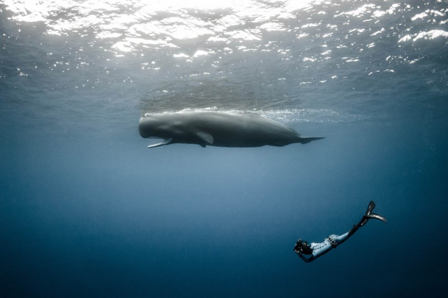 Кашалот — гигант среди зубатых китов