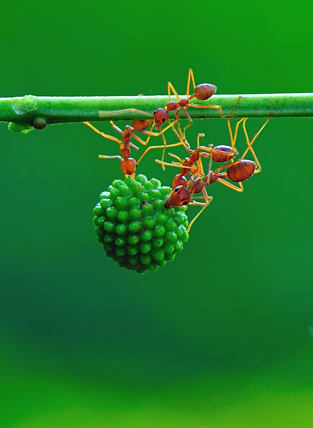 Индонезийские муравьи-силачи