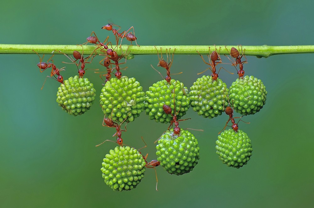 Индонезийские муравьи-силачи