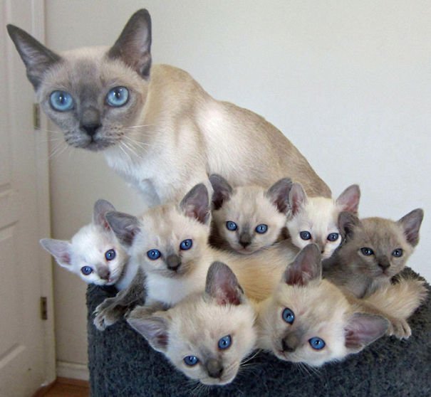 Милые мамы-кошки и их очаровательные котята