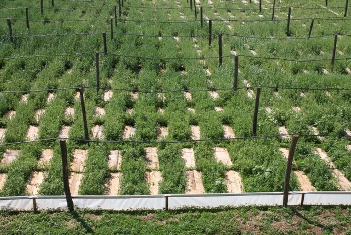 Как в Европе выращивают виноградных улиток