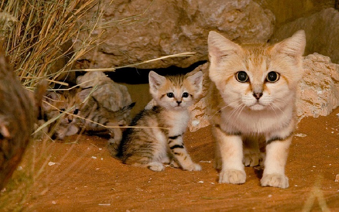 Виды диких кошек, о которых вы могли не знать
