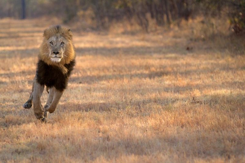 Животные на снимках лучшего фотографа Африки 2015